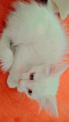 Persian