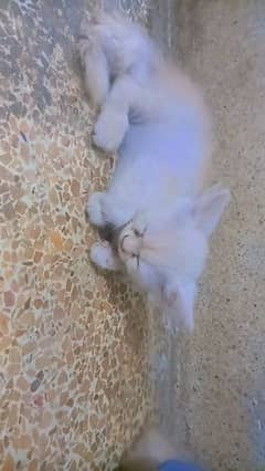Persian cats