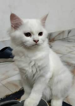 kitten for sale