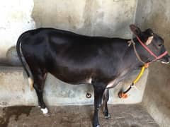 Female cow qurbani k leay .