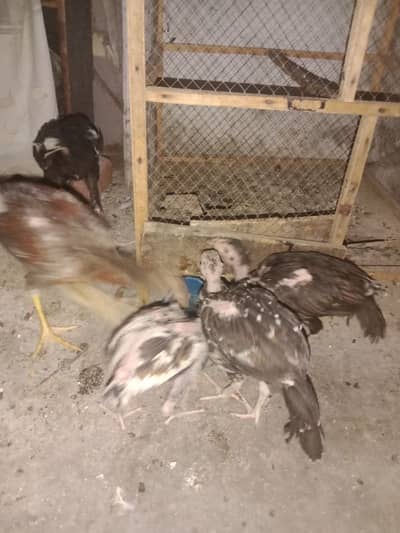 seel chicks burmi Pakistani and miawali and pegion pair 2pair lucky