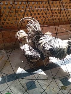 Polish Breeder, 1 Male 3 Female