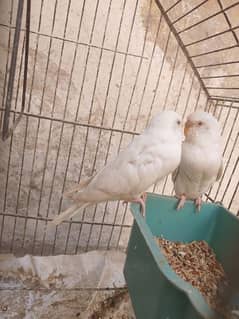 Australian parrots
