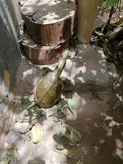 Indian flapshell turtle Green color