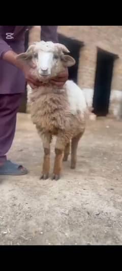 Sheep