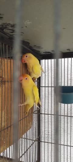 Birds