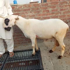 1 Year 2 Teath Sheep for sale