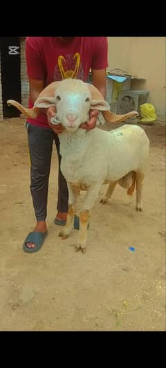 Sheep