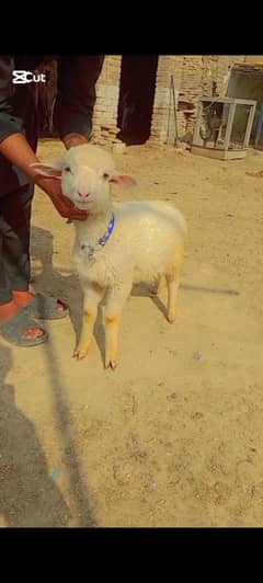 Sheep