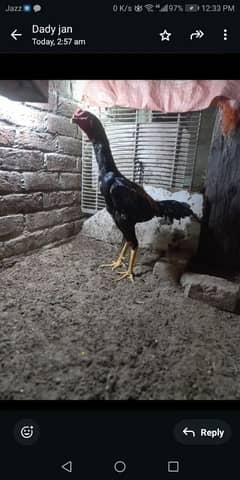 Japanese Shamo chicks available best quality. No:0/3/2/3/7/8//0/6/9/4/7