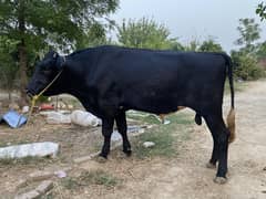 Qurbani Bull for Sale