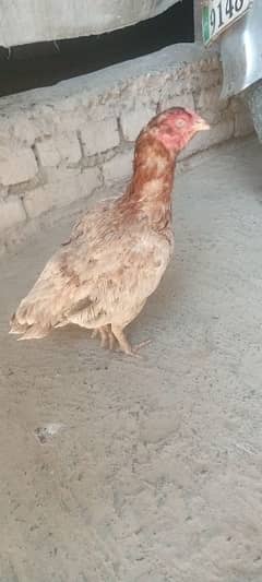 Mianwali aseel murgi