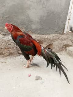 Aseel Lakha