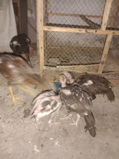 lucky pair 2 and sharazi pair 1 with 6chicks and 4side pinjra