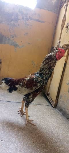 Pakistani Aseel java