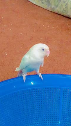 white parrot love bird
