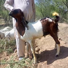 qurbani
