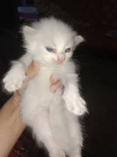 Persian kitten