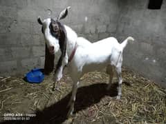 gulabi