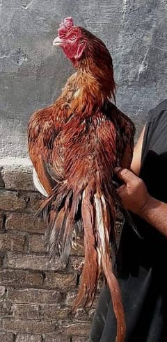 aseel chicks+murga (0306-1488325)
