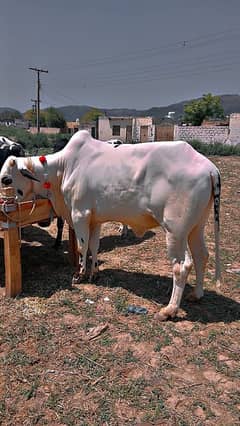 Qurbani