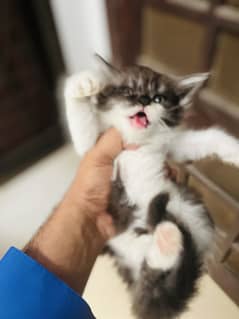 4 Persian kittens triple coted 3 month key honey waley fully trained