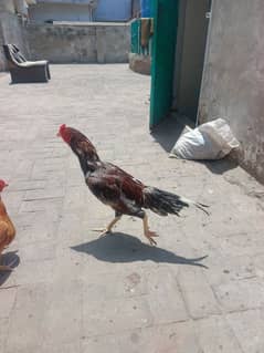 aseel murga