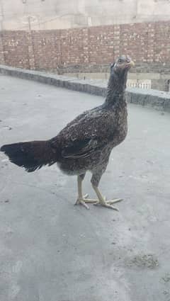 Aseel hen