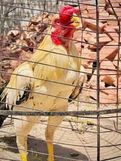 Parrot