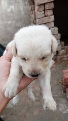 puppy lebra dog for sale 03144773535