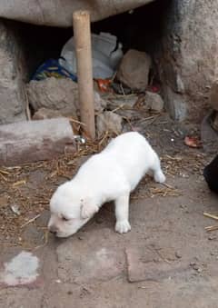 British puppy lebra dog for sale 03144773535 gujranwala