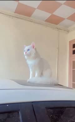 Full active hai blue eyes male cat hai