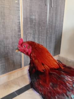 Hen sale