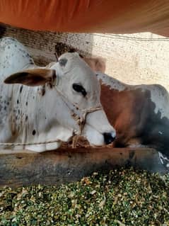 Qurbani Bail Wazan Mashallah 7 mann dunda hai