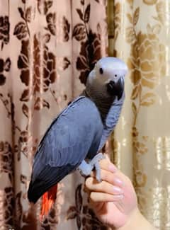 Grey Parrot nd guffin cockatoo