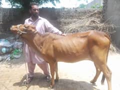 Qurbani