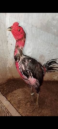 Thai aseel  pakoye pure chicks