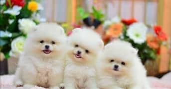 pomeranian