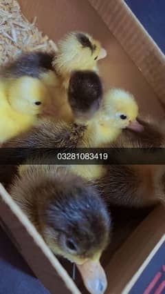 Ducks