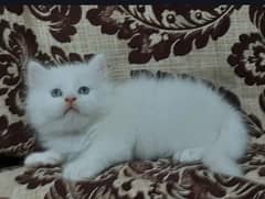 person cat for sale my WhatsApp number 03024805621