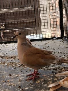 collared dove fakhta