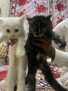 Kitten for sale