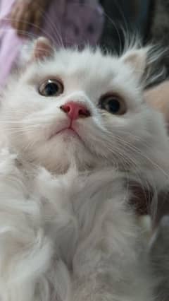 Person cat kitten