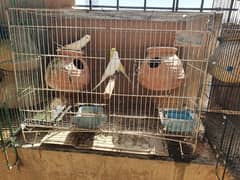 6 Breeding Pairs Lutino & Albino Red Eyes Budiges
