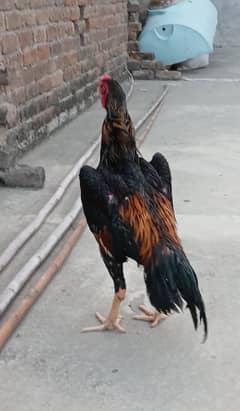 Aseel Shamo male