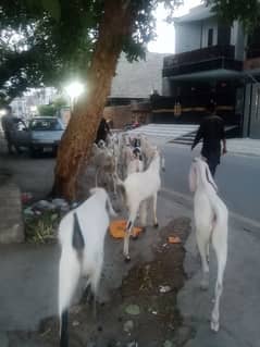 Gulshan ravi samnabad Lahore qurbani k bakry zibah krwny k Liye rabta