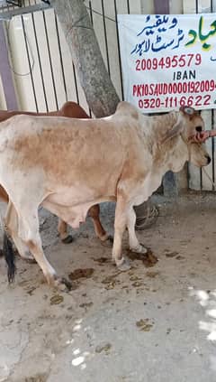 Bull | Calf | Goat | Qurbani | Bull  Share | Chatra | Dumba
