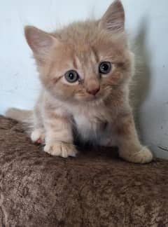 Persian