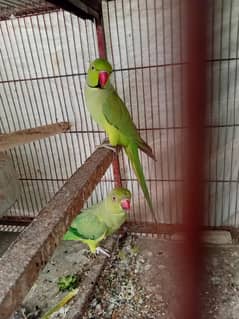 Green Ringneck Breeder pair