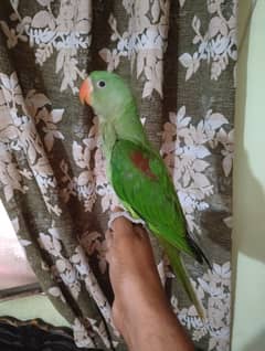 Raw chicks very Healthy & Active 4 Month age